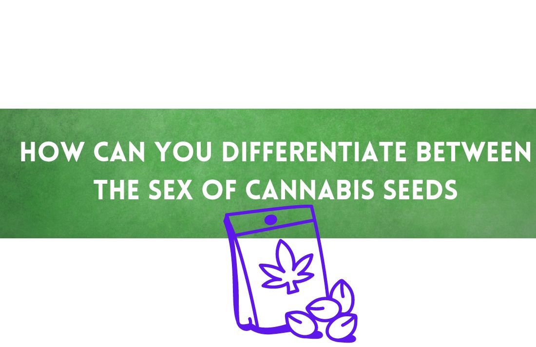 How can you differentiate between the sex of cannabis seeds.png